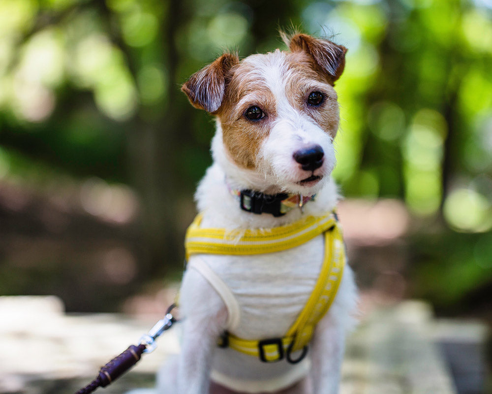 The Ultimate Guide to Choosing the Perfect Clothing for Your Pet