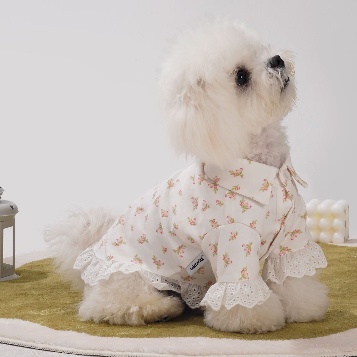 Top 5 Pet Clothing Essentials Every Owner Should Have