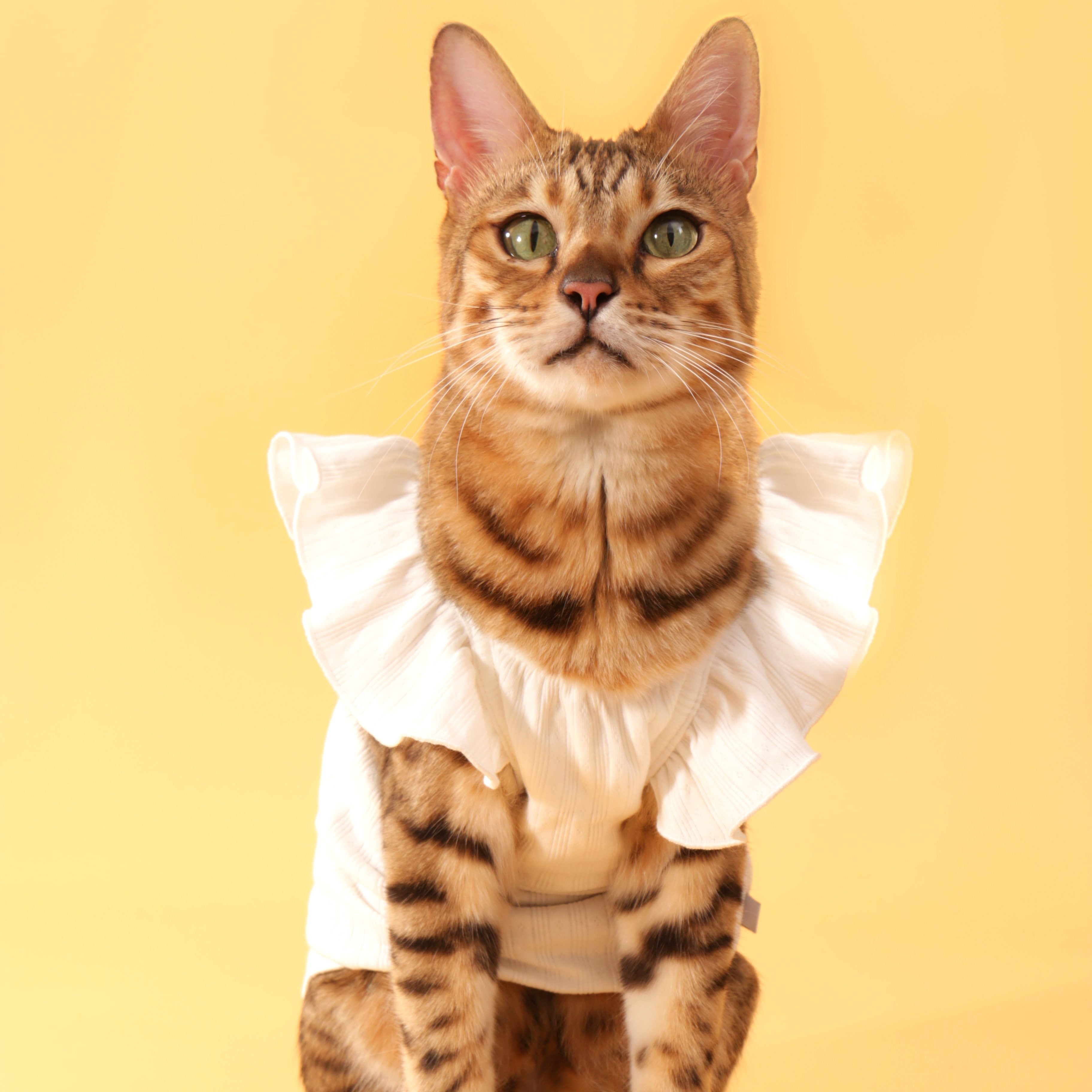 Floral-Sleeve Cat Dress